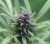 Supporting Psychoactive Solutions - What’s the latest?